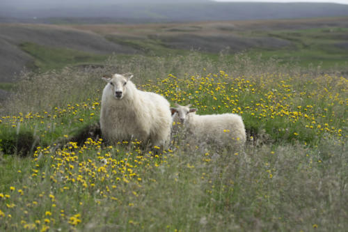 Sheeps on the round trip in Iceland